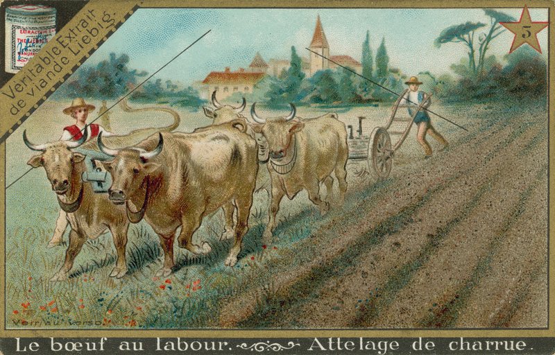 Bœufs tirant une charrue - European School