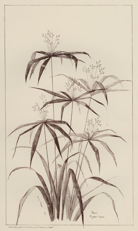 Palm Cyperus Luscus - European School