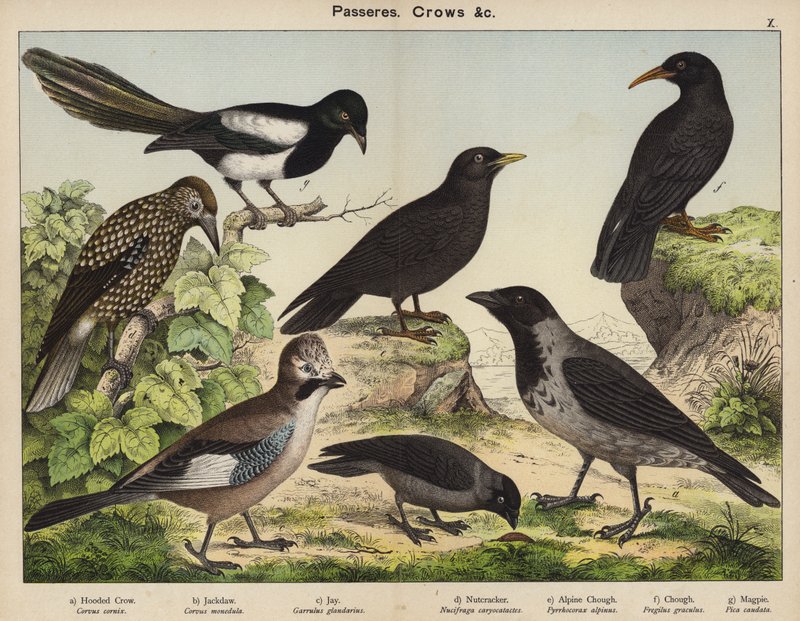 Passereaux, Corbeaux (lithographie en couleur) - European School