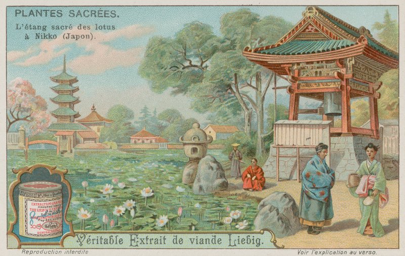 Étang de fleurs de lotus sacrées à Nikko, Japon - European School