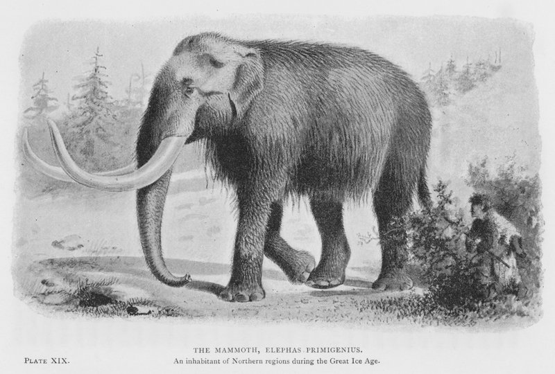 Le mammouth, Elephas Primigenius - European School