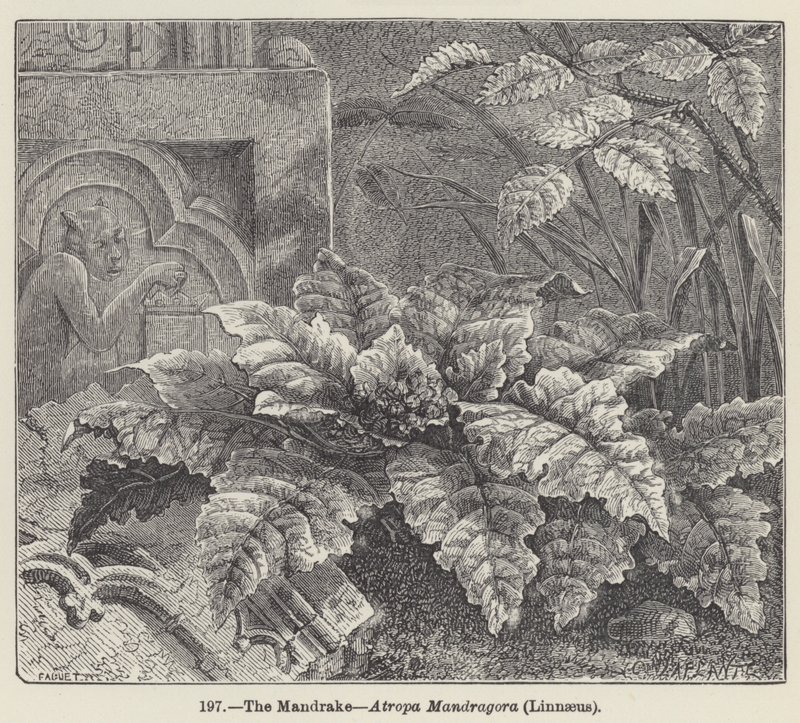 La Mandragore, Atropa Mandragora, Linné - European School