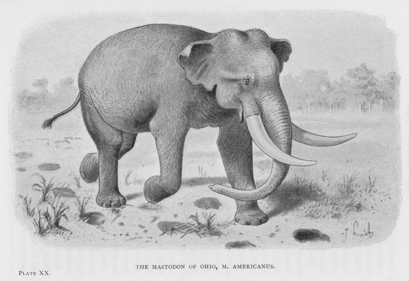 Le mastodonte de l