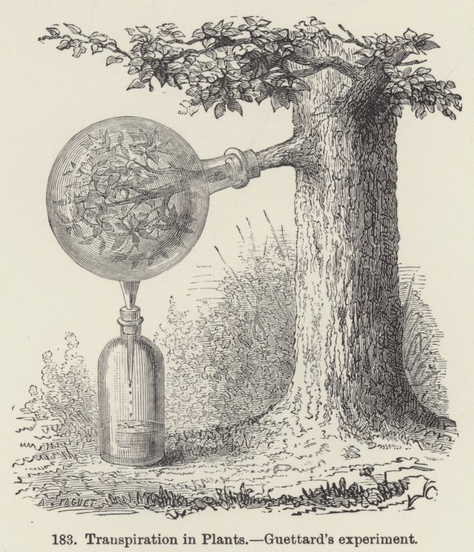 Transpiration des plantes, expérience de Guettard - European School