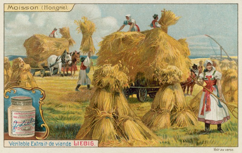 Récolte de blé en Hongrie - European School