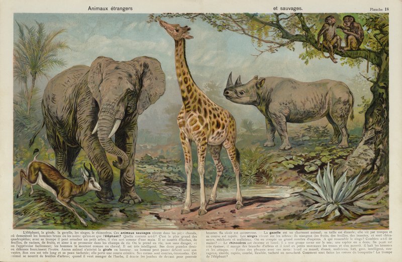 Animaux sauvages - European School