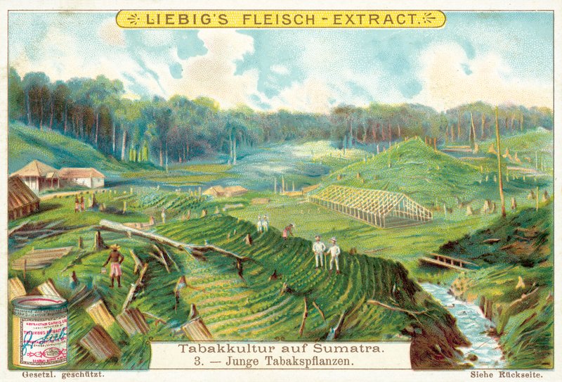 Jeunes plants de tabac - European School