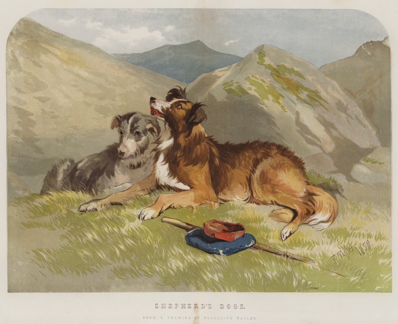 Chiens de berger - F. Tayler