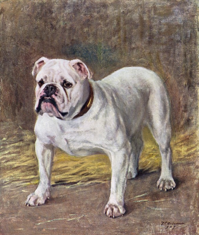 Le célèbre bouledogue Ch Silent Duchess - Frances C. Fairman