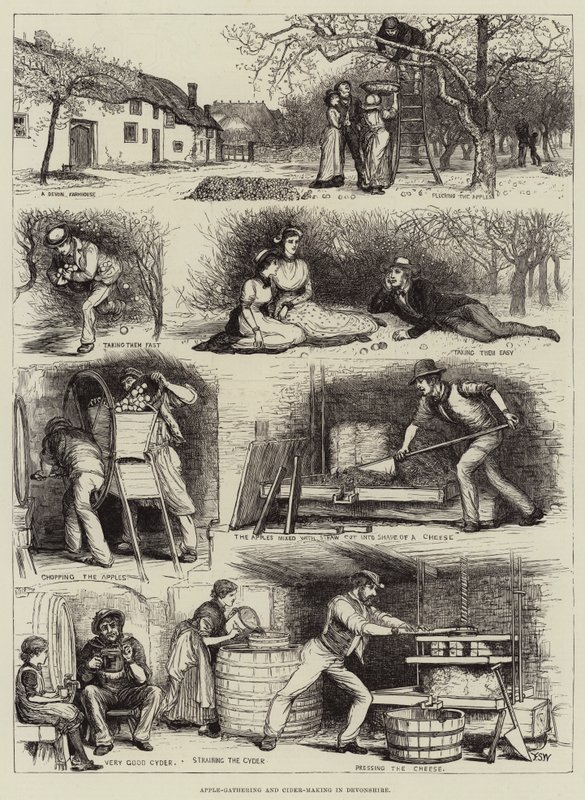 Récolte de pommes et fabrication de cidre dans le Devonshire - Francis S. Walker