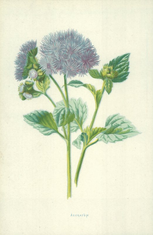 Ageratum - Frederick Edward Hulme