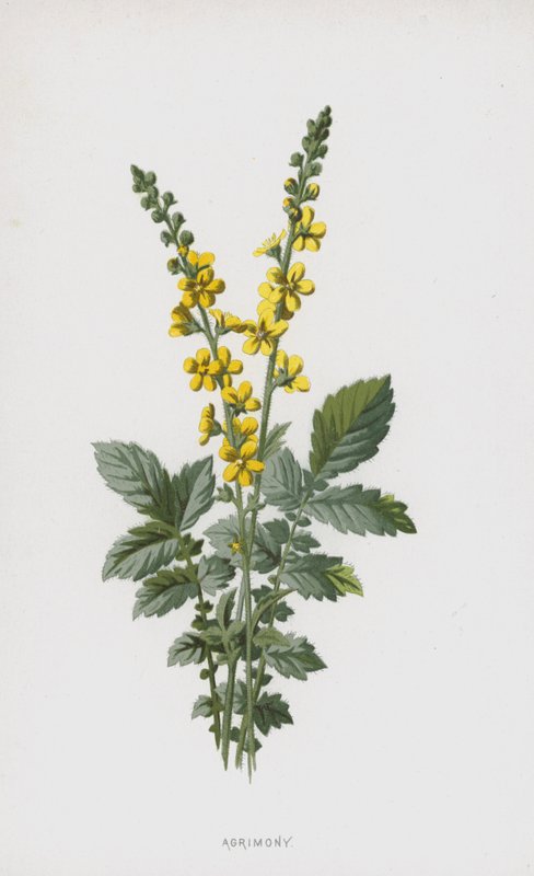 Aigremoine - Frederick Edward Hulme