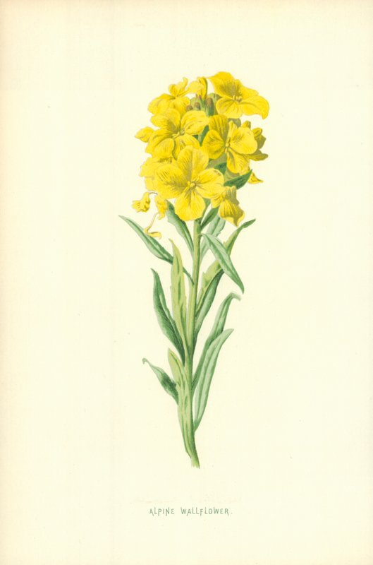 Giroflée des Alpes - Frederick Edward Hulme