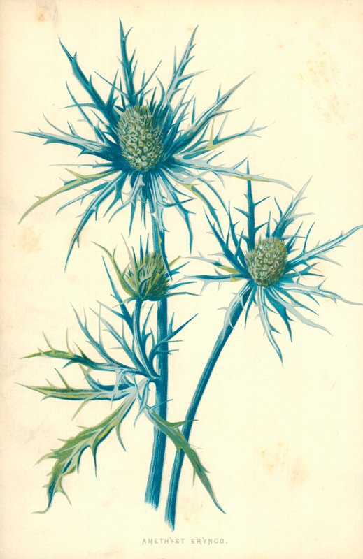 Éryngo Améthyste - Frederick Edward Hulme