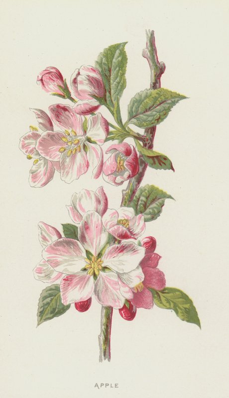 Pomme - Frederick Edward Hulme