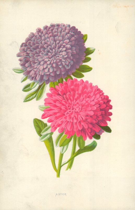 Aster - Frederick Edward Hulme