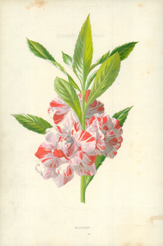 Baume - Frederick Edward Hulme