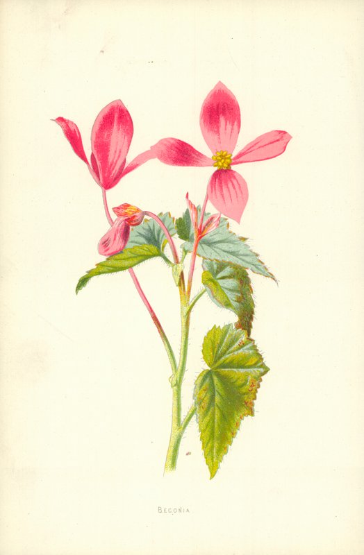 Bégonia - Frederick Edward Hulme