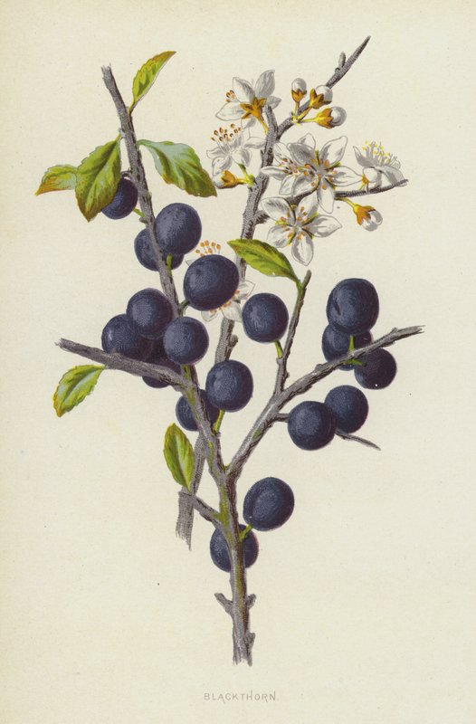Prunellier - Frederick Edward Hulme