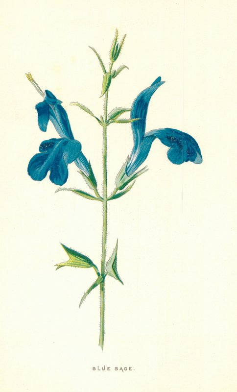Sauge bleue - Frederick Edward Hulme