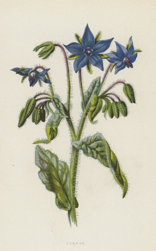 Bourrache - Frederick Edward Hulme