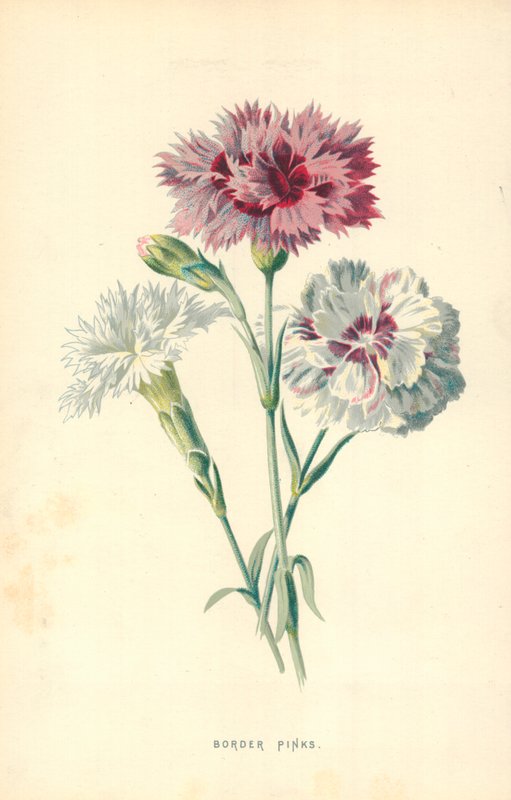 Œillets de bordure - Frederick Edward Hulme