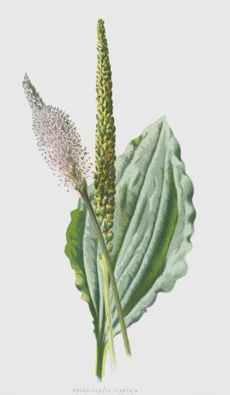 Plantain à larges feuilles - Frederick Edward Hulme