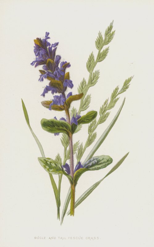 Bugle et Fétuque élevée - Frederick Edward Hulme