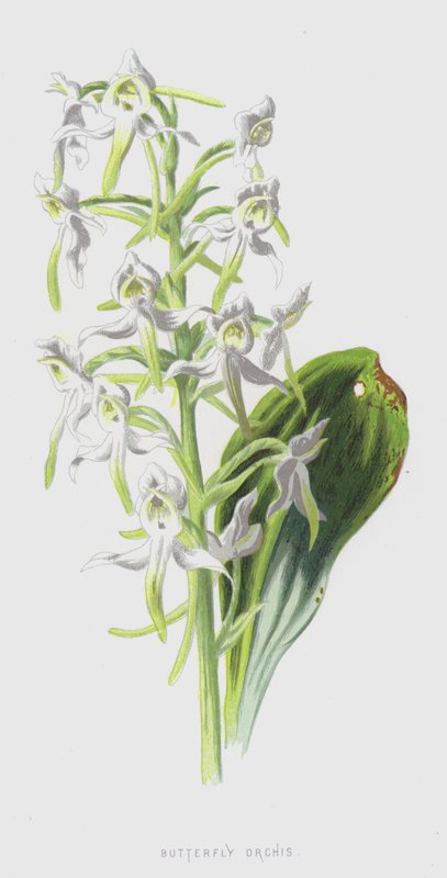 Orchis papillon - Frederick Edward Hulme