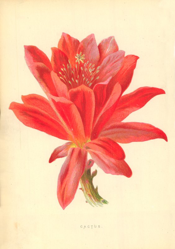 Cactus - Frederick Edward Hulme