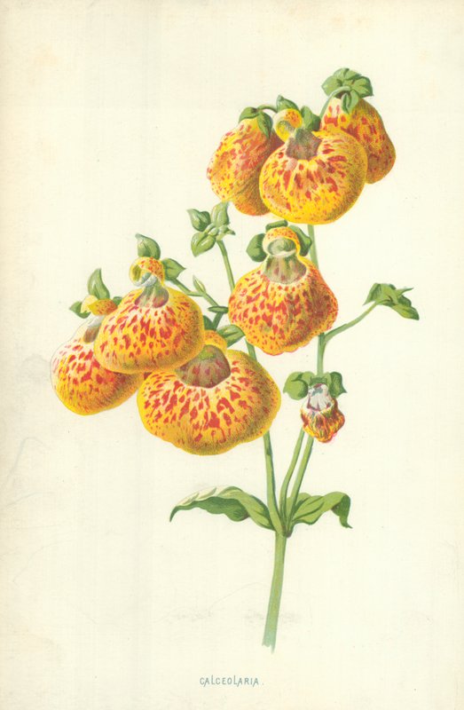 Calceolaria - Frederick Edward Hulme