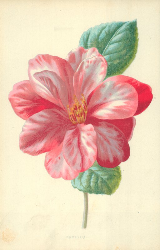 Camélia - Frederick Edward Hulme