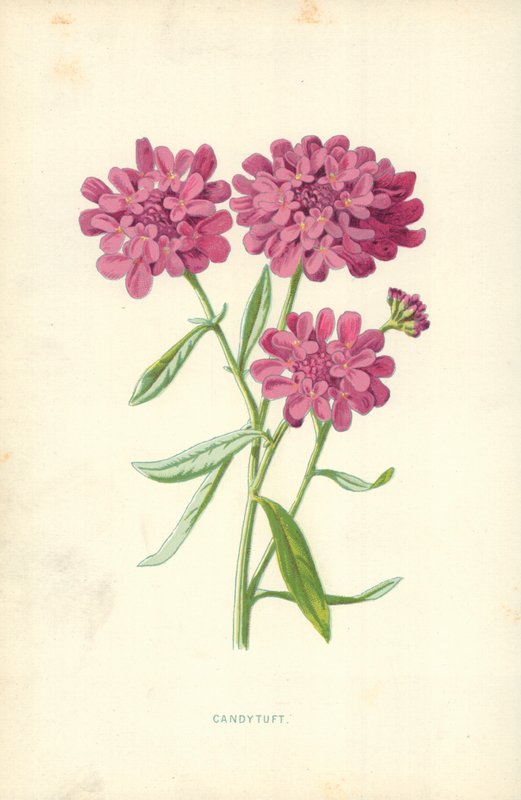 Iberis - Frederick Edward Hulme