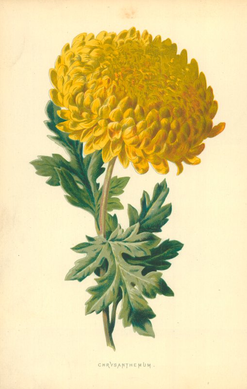 Chrysanthème - Frederick Edward Hulme