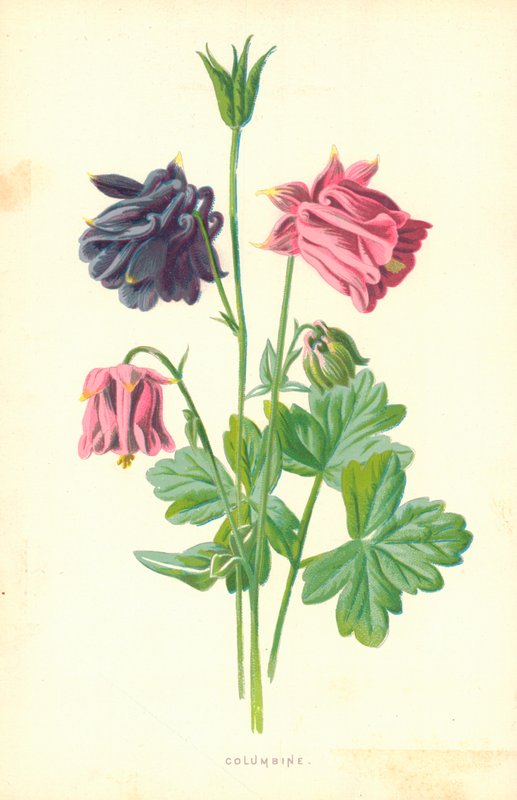 Colombine - Frederick Edward Hulme