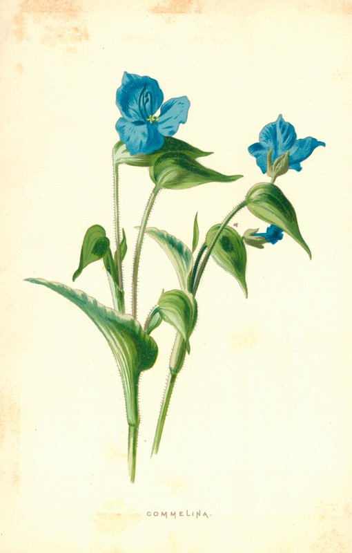Commelina - Frederick Edward Hulme