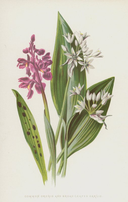 Orchis mâle et Ail des ours - Frederick Edward Hulme