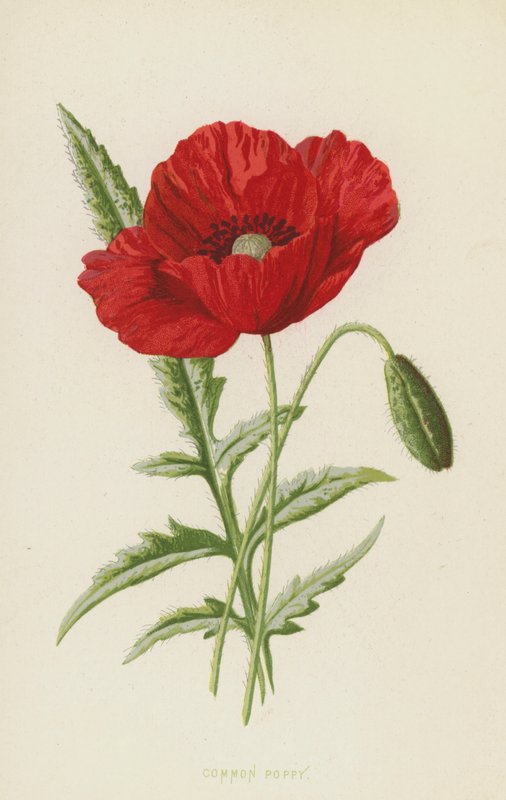 Coquelicot - Frederick Edward Hulme