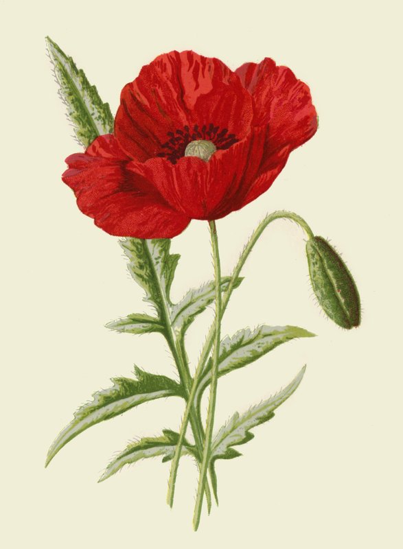 Coquelicot commun - Frederick Edward Hulme