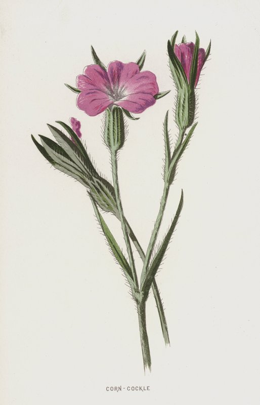 Nielle des blés - Frederick Edward Hulme