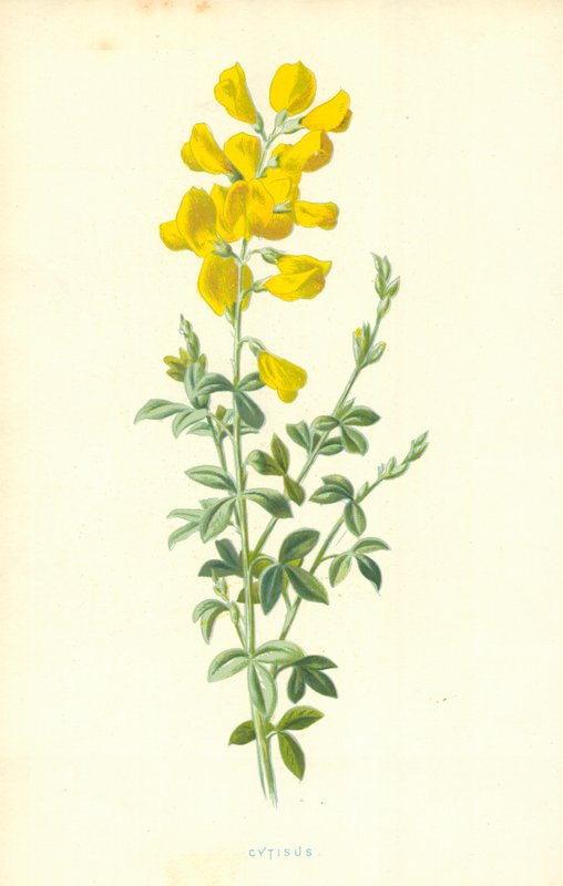 Cytise - Frederick Edward Hulme