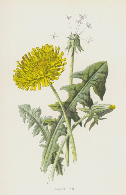 Pissenlit - Frederick Edward Hulme