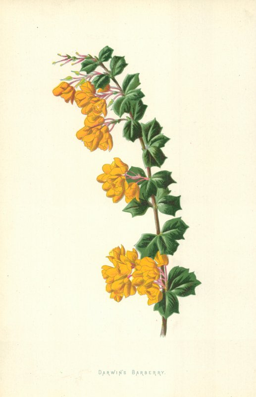 Épine-vinette de Darwin - Frederick Edward Hulme