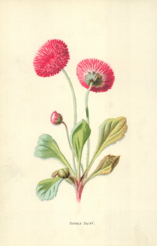 Marguerite double - Frederick Edward Hulme