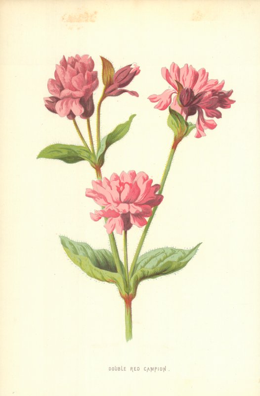 Compagnon rouge double - Frederick Edward Hulme