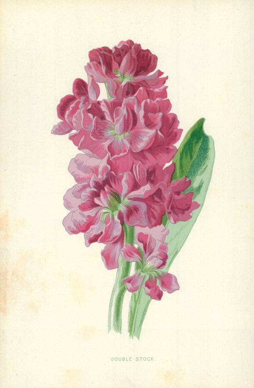 Double Stock - Frederick Edward Hulme