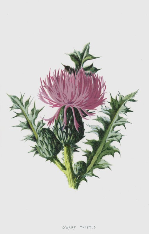 Chardon nain - Frederick Edward Hulme