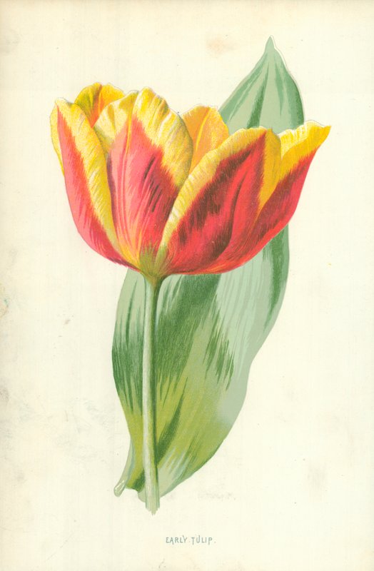 Tulipe précoce - Frederick Edward Hulme