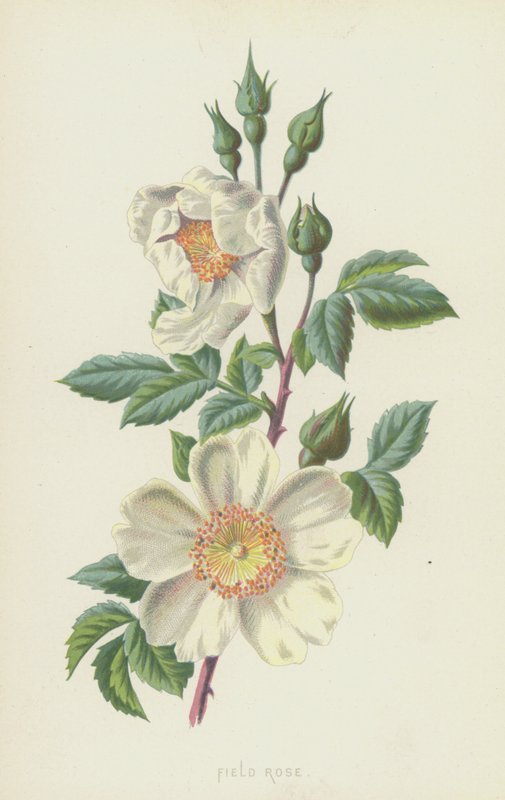 Églantier - Frederick Edward Hulme