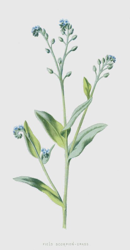 Myosotis des champs - Frederick Edward Hulme